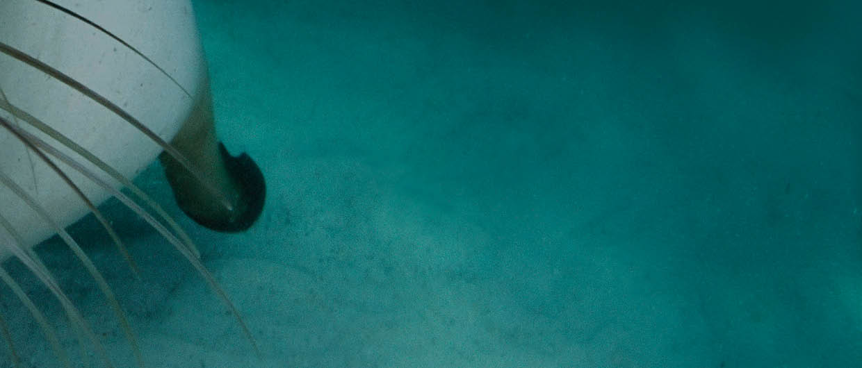 Received marketing rights for this image as of 12 11 2019  For use in promoting Look and See  This is the cover image of the Look and See Book 3 (sea lion) 