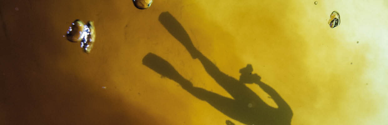 A swimmer is silhouetted overhead as clear spring water mixes with tannic river water   Location: High Springs, Ginnie Springs, Florida, USA Photographer: Jennifer Adler