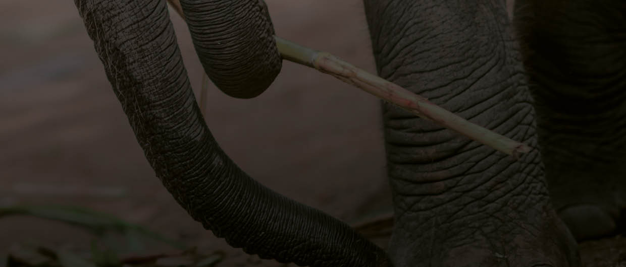 Two young elephants playing together, Chiang Mai, Thailand