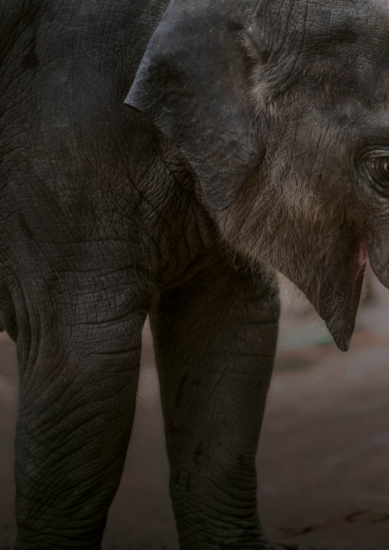 Two young elephants playing together, Chiang Mai, Thailand