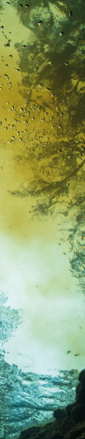 A swimmer is silhouetted overhead as clear spring water mixes with tannic river water   Location: High Springs, Ginnie Springs, Florida, USA Photographer: Jennifer Adler