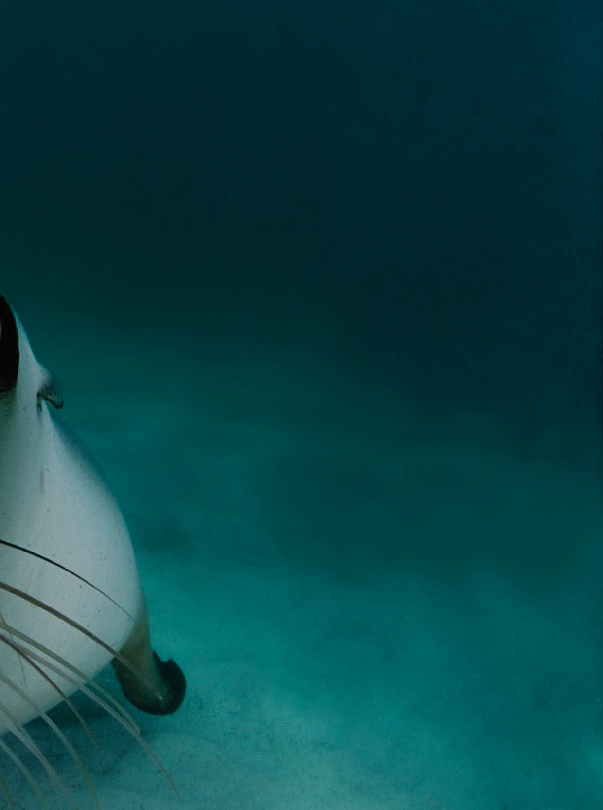 Received marketing rights for this image as of 12/11/2019. For use in promoting Look and See. This is the cover image of the Look and See Book 3 (sea lion).