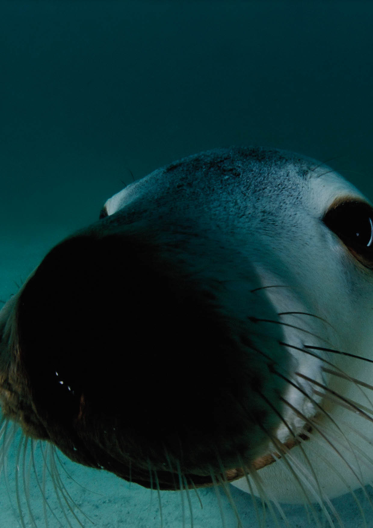 Received marketing rights for this image as of 12/11/2019. For use in promoting Look and See. This is the cover image of the Look and See Book 3 (sea lion).