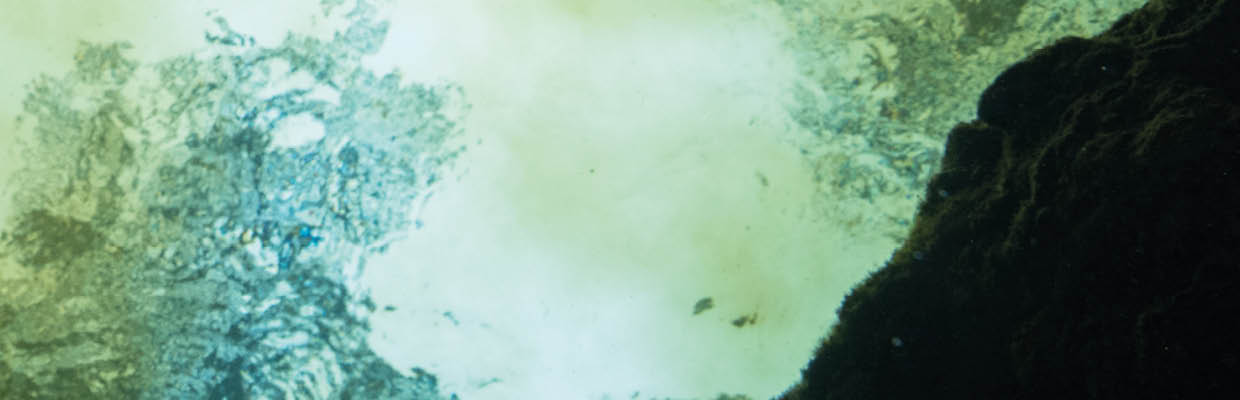 A swimmer is silhouetted overhead as clear spring water mixes with tannic river water. Location: High Springs, Ginnie Springs, Florida, USA Photographer: Jennifer Adler