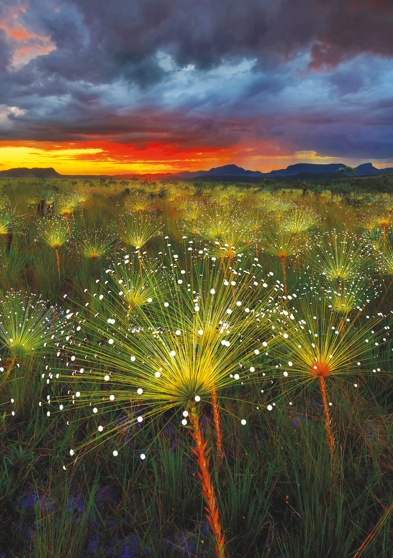 Paepalanthus flowers fireworks (Paepalanthus sp) at sunset, Chapada dos Veadeiros National Park, Brazil