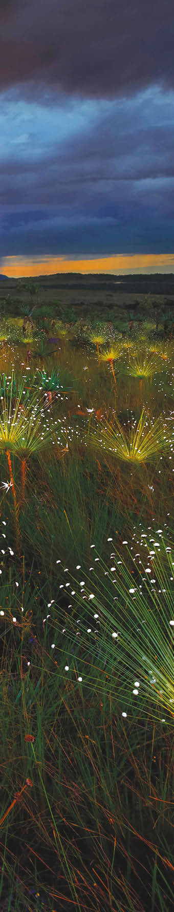 Paepalanthus flowers fireworks (Paepalanthus sp) at sunset, Chapada dos Veadeiros National Park, Brazil