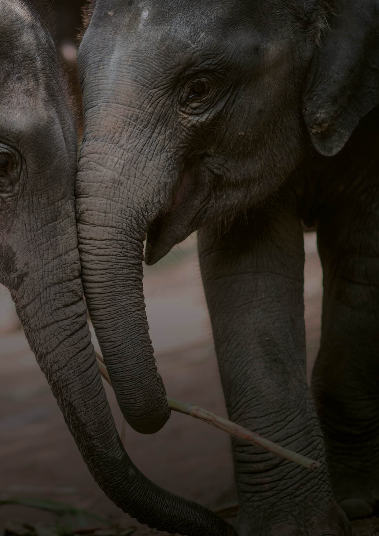 Two young elephants playing together, Chiang Mai, Thailand