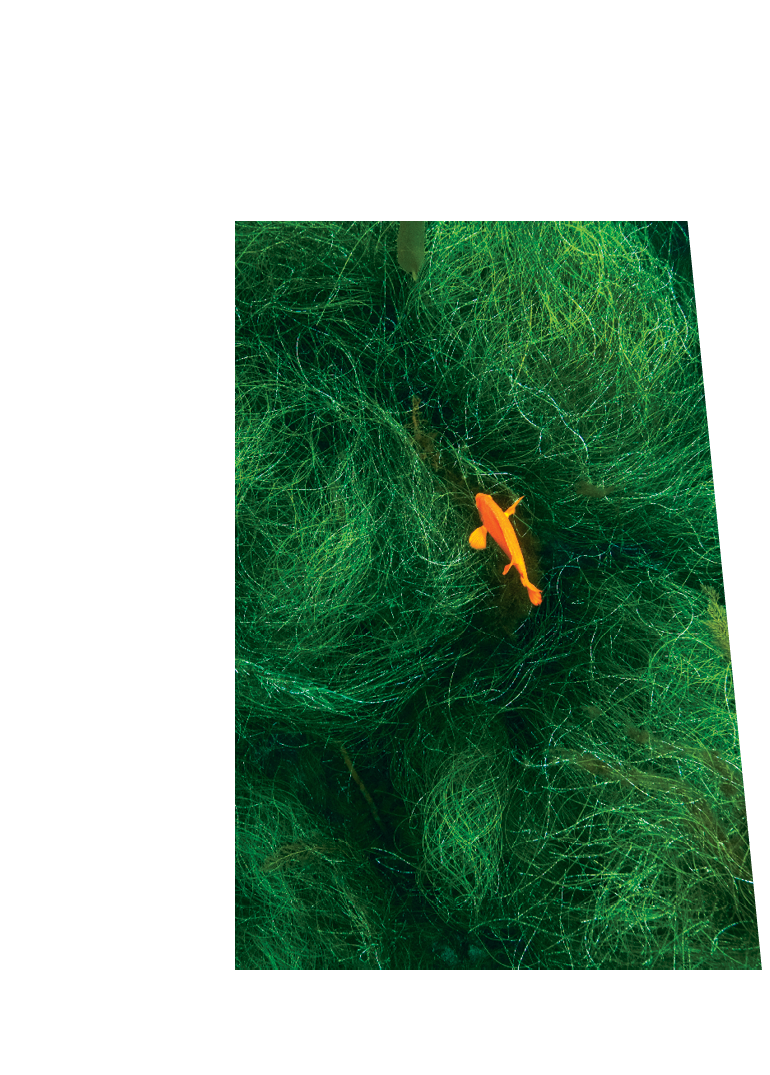 A Garibaldi fish on green grass.