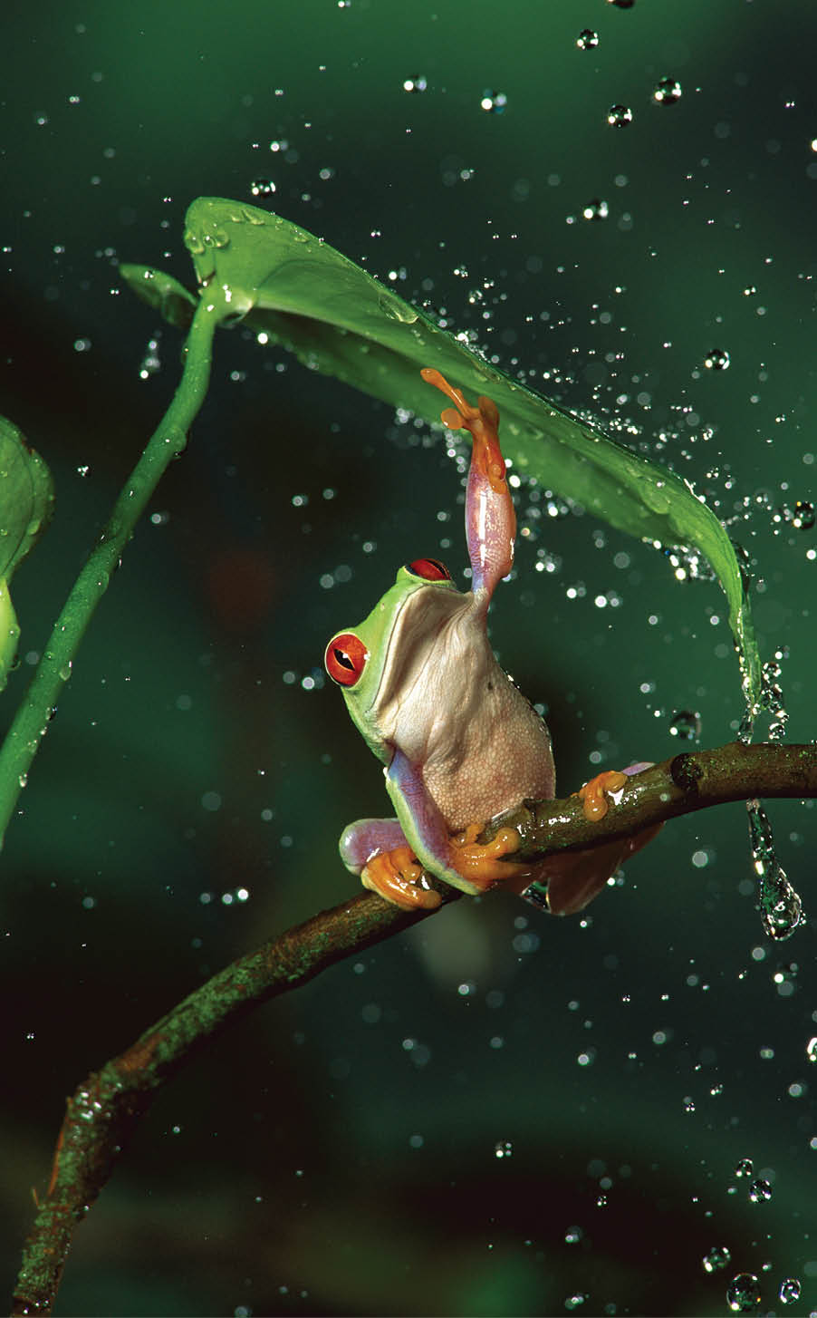 Red-eyed Tree Frog (Agalychnis callidryas) in rain, native to Central and South America