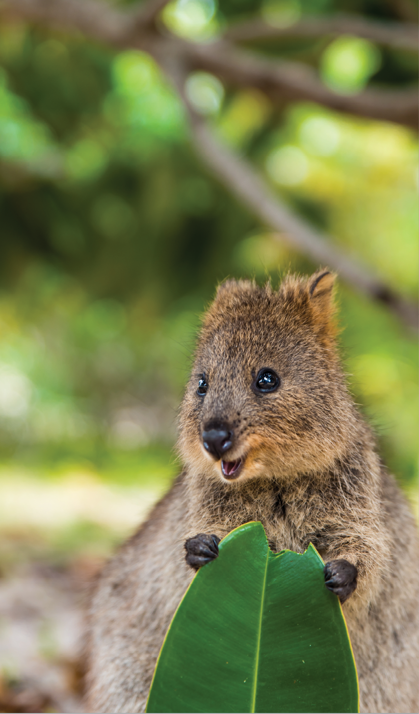 Baby quokka eating ficus leaf. Rottnest Island, Western Australia. Quokka - the happiest animal on Earth