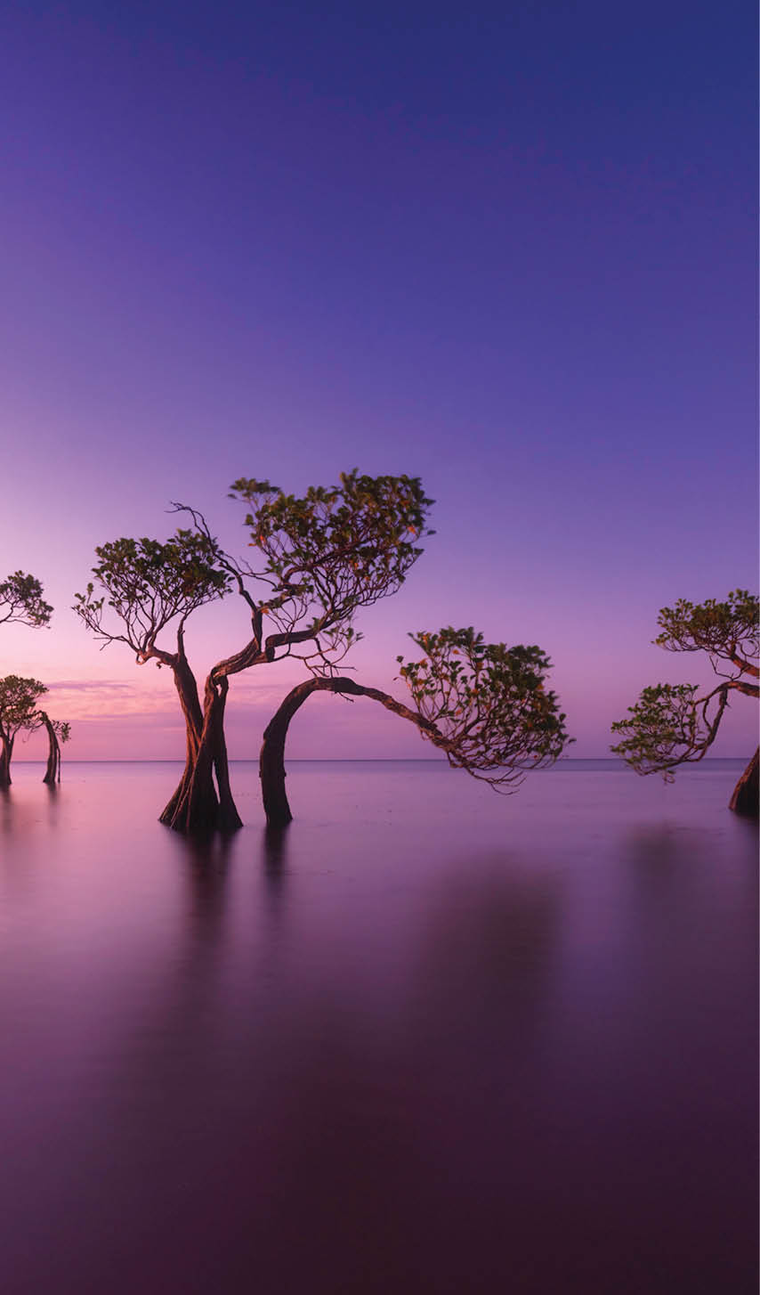 Amazing beautiful shape of mangrove trees dancing and colorful sky in twilight on the beach of Walakiri, Sumba, Indonesia.