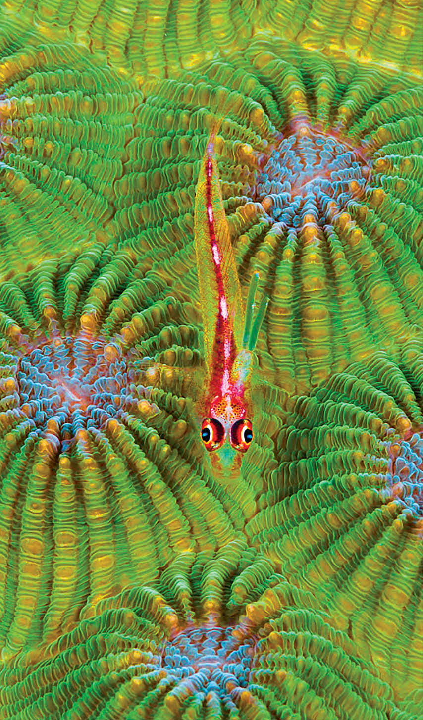 Cling Goby (Pleurosicya micheli) and coral polyps, Great Barrier Reef, Australia