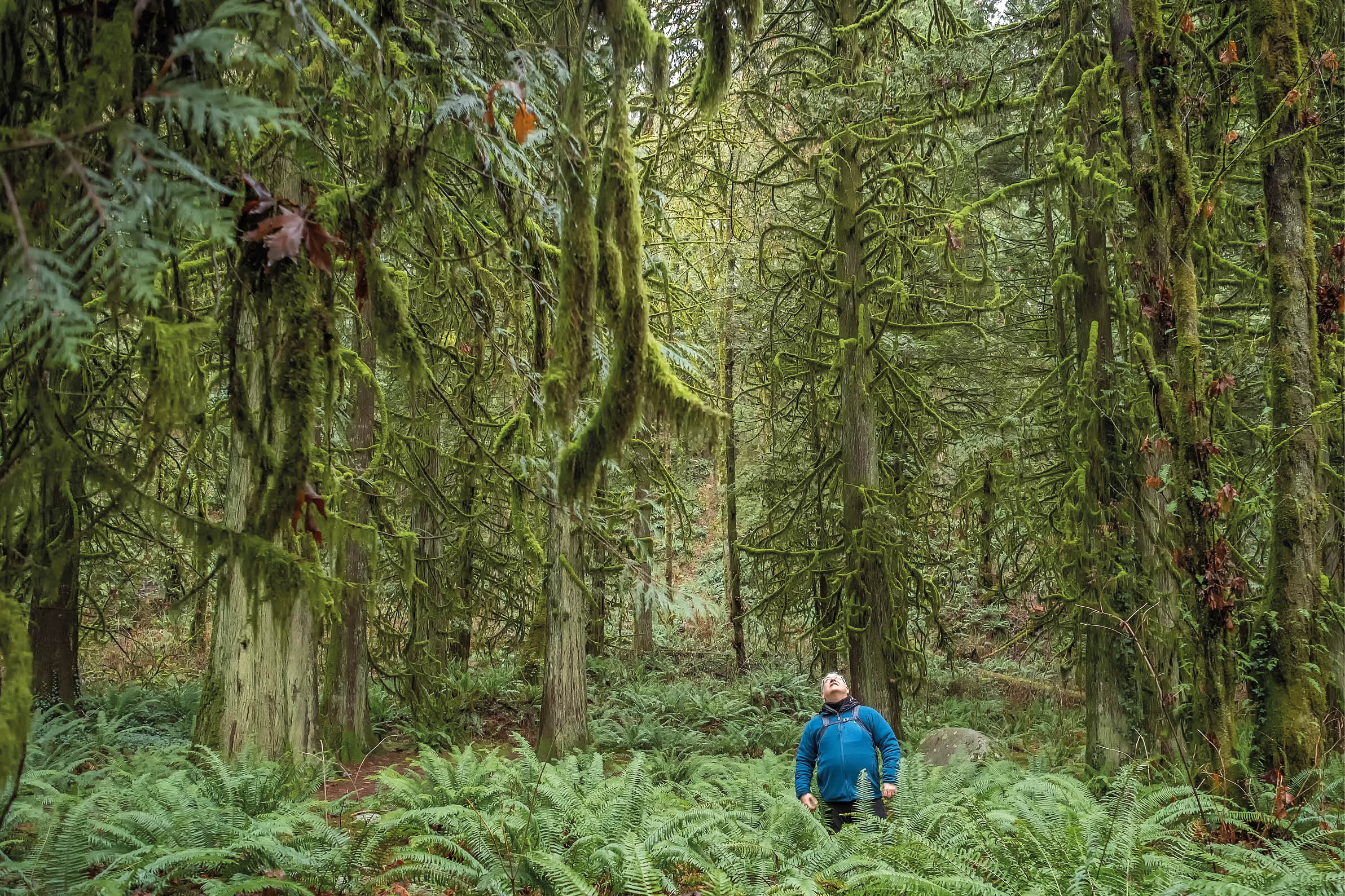Forest Bathing - trees covered in moss and lichen surround a man standing among ferns in Lynn Canyon Park, North Vancouver, British Columbia, Canada