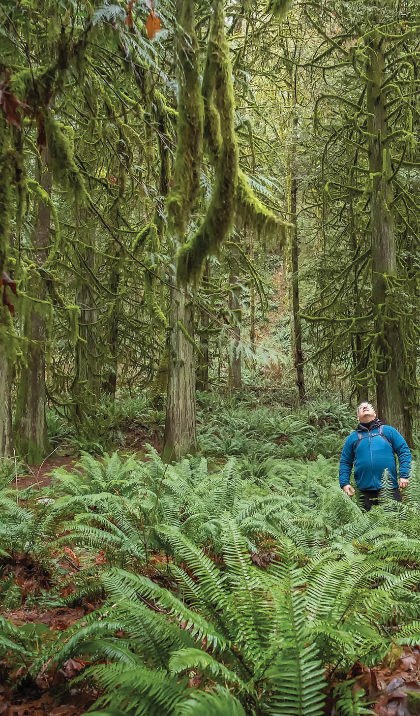 Forest Bathing - trees covered in moss and lichen surround a man standing among ferns in Lynn Canyon Park, North Vancouver, British Columbia, Canada