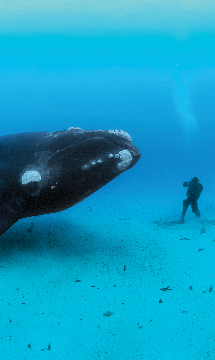 An adult Southern Right Whale, (Eubalaena australis) encounters a diver on the sandy sea bottom at a depth of 22-meters off the Auckland Islands, New Zealand (sub Antarctic islands). I traveled to the Auckland Islands in hopes of photographing a truly pristine population of Right Whales. I was working on a story about these animals and had spent the previous year photographing the beleagured North Atlantic Right Whales of which only about 350 remain and most of which are scarred from entanglements with fishing gear or from ship strikes. Many of these Southern Rights in the Auckland Islands had never seen humans before in the water and were highly curious. Swimming along the ocean bottom with a 14-meter long,  70-ton whale was the single most incredible animal encounter I have had.