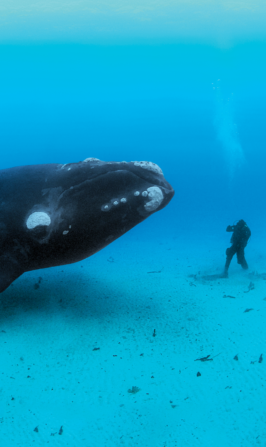 An adult Southern Right Whale, (Eubalaena australis) encounters a diver on the sandy sea bottom at a depth of 22-meters off the Auckland Islands, New Zealand (sub Antarctic islands). I traveled to the Auckland Islands in hopes of photographing a truly pristine population of Right Whales. I was working on a story about these animals and had spent the previous year photographing the beleagured North Atlantic Right Whales of which only about 350 remain and most of which are scarred from entanglements with fishing gear or from ship strikes. Many of these Southern Rights in the Auckland Islands had never seen humans before in the water and were highly curious. Swimming along the ocean bottom with a 14-meter long,  70-ton whale was the single most incredible animal encounter I have had.
