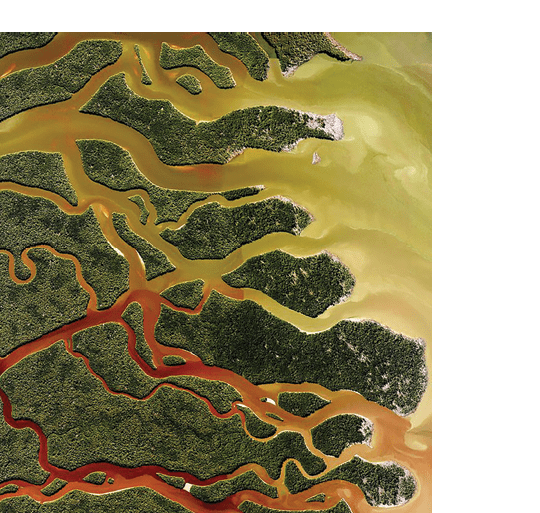 Everglades National Park in Florida is the largest tropical wilderness in the United States east of the Mississippi River, covering more than 1.5 million acres. The park was established in 1934 to protect the area‚ a fragile ecosystem home to 36 threatened or protected species including the American crocodile and West Indian manatee.