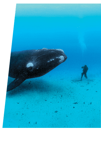 An adult Southern Right Whale, (Eubalaena australis) encounters a diver on the sandy sea bottom at a depth of 22-meters off the Auckland Islands, New Zealand (sub Antarctic islands). I traveled to the Auckland Islands in hopes of photographing a truly pristine population of Right Whales. I was working on a story about these animals and had spent the previous year photographing the beleagured North Atlantic Right Whales of which only about 350 remain and most of which are scarred from entanglements with fishing gear or from ship strikes. Many of these Southern Rights in the Auckland Islands had never seen humans before in the water and were highly curious. Swimming along the ocean bottom with a 14-meter long,  70-ton whale was the single most incredible animal encounter I have had.