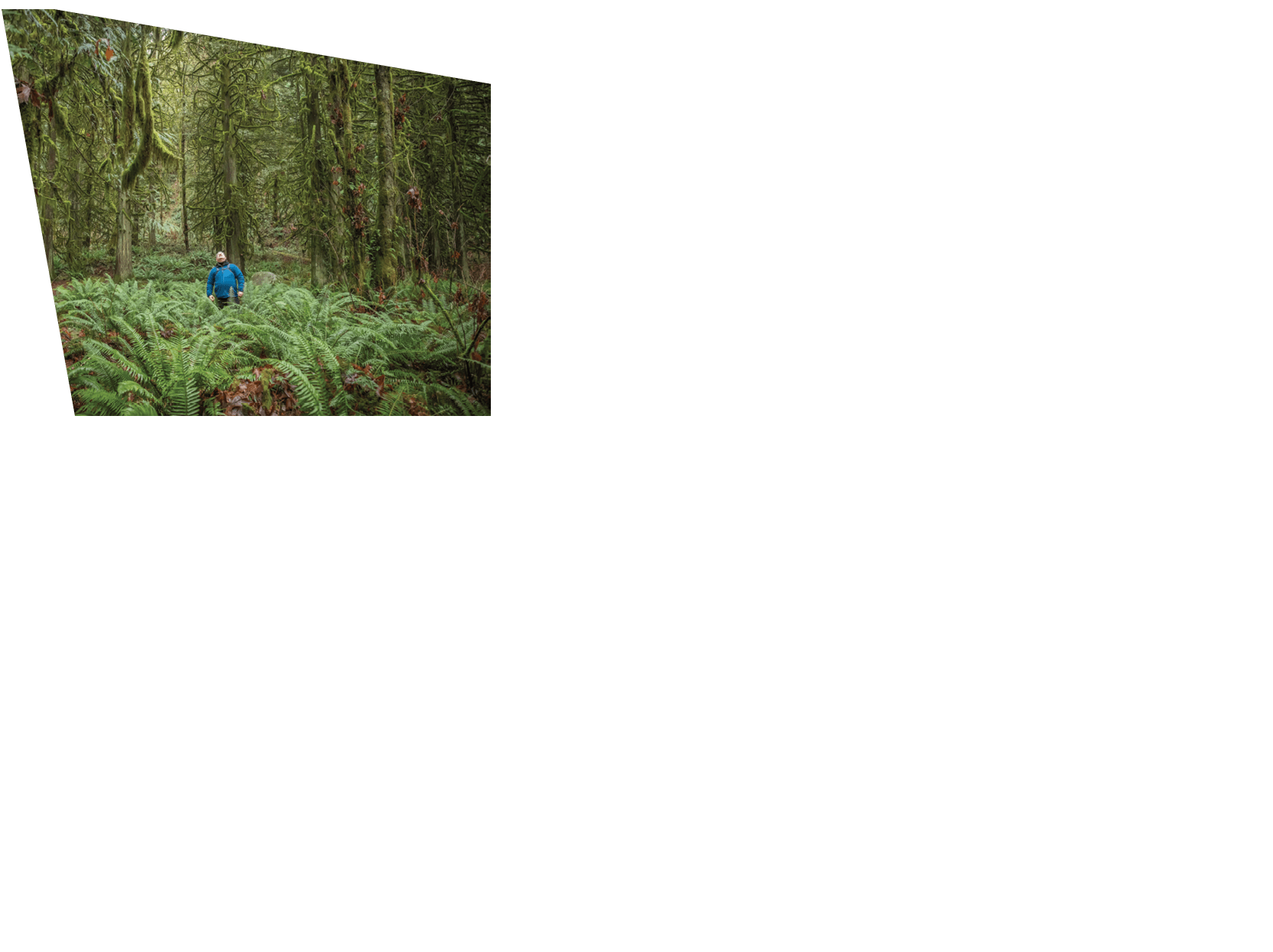 Forest Bathing - trees covered in moss and lichen surround a man standing among ferns in Lynn Canyon Park, North Vancouver, British Columbia, Canada