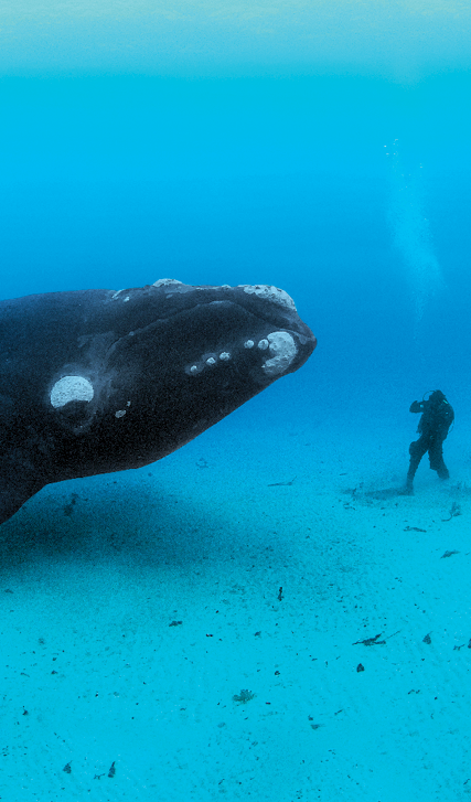 An adult Southern Right Whale, (Eubalaena australis) encounters a diver on the sandy sea bottom at a depth of 22-meters off the Auckland Islands, New Zealand (sub Antarctic islands). I traveled to the Auckland Islands in hopes of photographing a truly pristine population of Right Whales. I was working on a story about these animals and had spent the previous year photographing the beleagured North Atlantic Right Whales of which only about 350 remain and most of which are scarred from entanglements with fishing gear or from ship strikes. Many of these Southern Rights in the Auckland Islands had never seen humans before in the water and were highly curious. Swimming along the ocean bottom with a 14-meter long,  70-ton whale was the single most incredible animal encounter I have had.