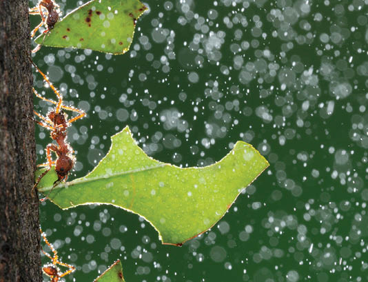 Texas leafcutter ant (Atta texana) workers carrying leaves during rain, New Braunfels, Central Texas, USA. Highly honoured, Small world Spectacular Category, Nature’s Best competition 2012