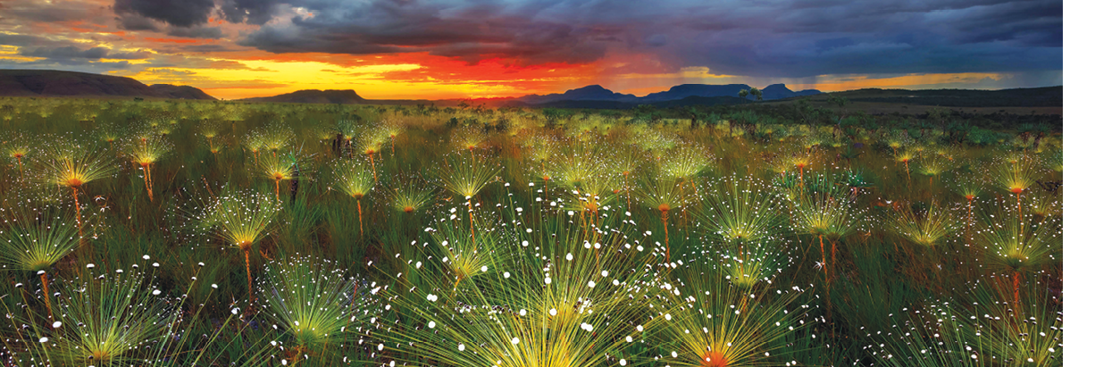 Paepalanthus flowers fireworks (Paepalanthus sp) at sunset, Chapada dos Veadeiros National Park, Brazil