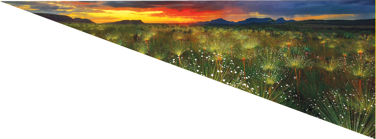 Paepalanthus flowers fireworks (Paepalanthus sp) at sunset, Chapada dos Veadeiros National Park, Brazil