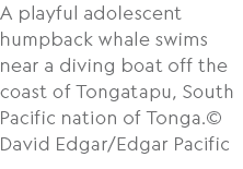 A playful adolescent humpback whale swims near a diving boat off the coast of Tongatapu, South Pacific nation of Tong...