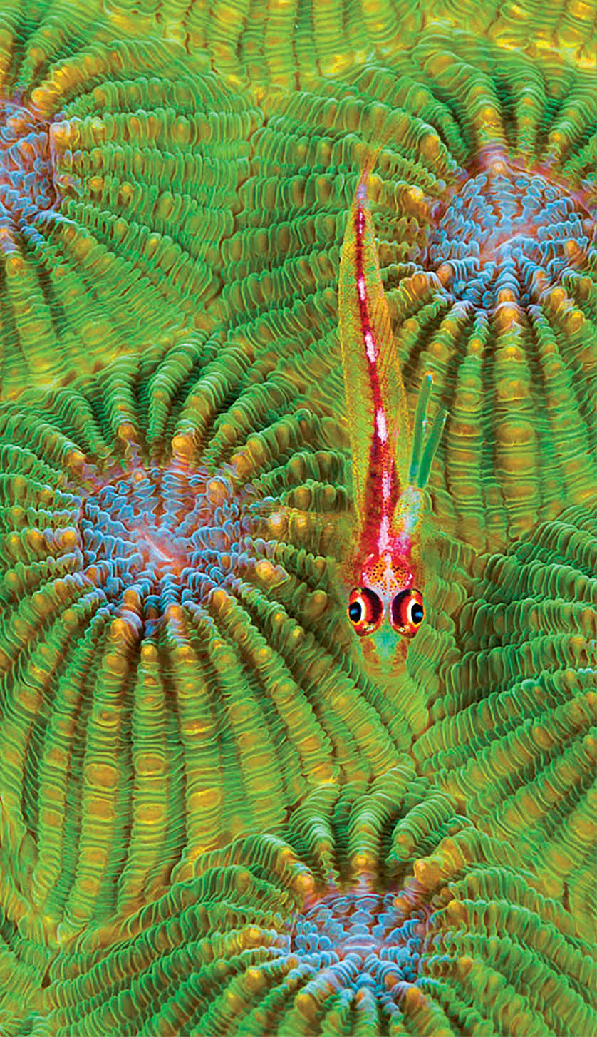 Cling Goby (Pleurosicya micheli) and coral polyps, Great Barrier Reef, Australia
