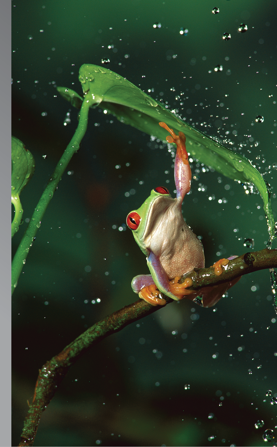 Red-eyed Tree Frog (Agalychnis callidryas) in rain, native to Central and South America