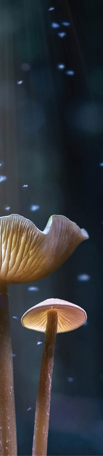 Parent and child mushrooms watching flies buzz in the light