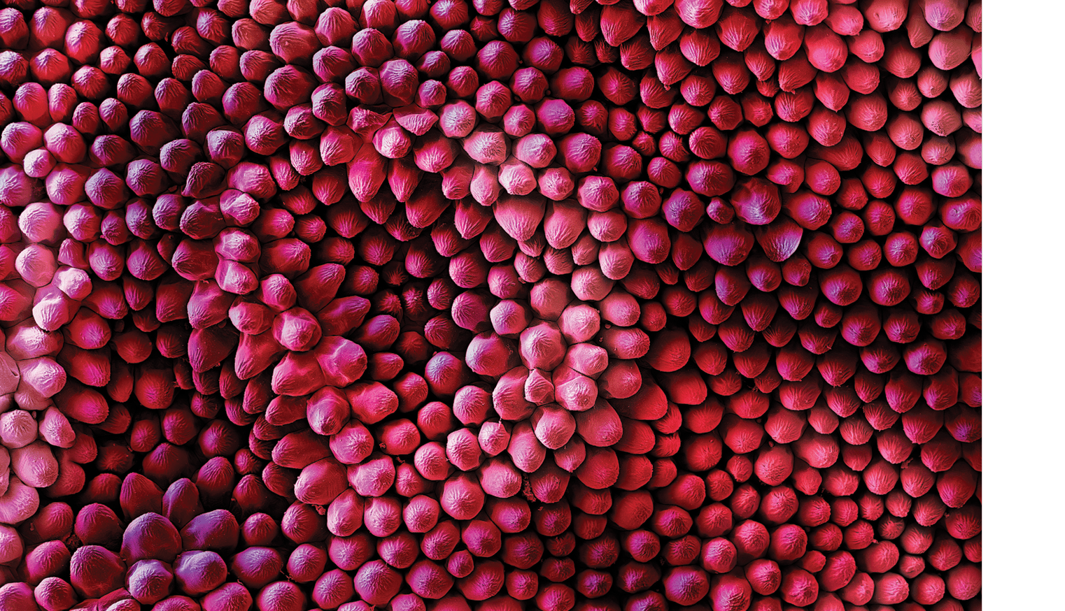 Velvet UndergroundColored Scanning Electron Micrograph of the fine structures of a Red rose petal (Rosa sp.). Hairs are only present on the lower surface of the leaf. Thousands of finely corrugated warts cause the velvet shimmer on the upper surface of dark red rose petals.A superhydrophobic surface is a surface on which a drop of water forms an almost perfect sphere and even a very slight tilting is sufficient to cause the water drop to roll off. Biological tiny structures have been observed on many kinds of surfaces such as lotus leaves, rice leaves, butterfly wings, mosquito eyes, moth eyes, cicada wings, gecko feet, desert beetle, spider silks, fish scales, and red rose petals which exhibit excellent hydrophobicity and/or superhydrophobicity. Understanding the anti-wetting principles of surfaces is of special interest, because properties such as anti-sticking, anti-contamination, and self-cleaning are expected, and therefore surfaces with superhydrophobic properties are attractive for many industrial and biological applications, such as anti-biofouling paints for boats, anti-sticking and self-cleaning windshields and windows, microfluidics, stain resistant textiles, anti-soiling architectural coatings, or dust-free coatings on building glasses, and other biological and technical applications. 