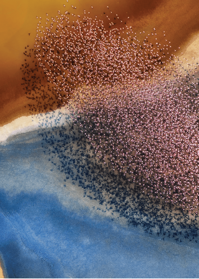 A flock of pink flamingos fly over an incredibly colourful landscape created by mineral rich soil which changes colour depending on the angle of light.  Professional photographer, Phillip Chang, 61, captured this stunning picture whilst flying over the Natron Lake in Tanzania.  Phillip, who was photographing the landscape itself, was suprised by the appeareance of the birds.  He said,  “The birds formed amazing shapes that you cannot see from below."  Please byline: Phillip Chang/Solent News  © Phillip Chang/Solent News & Photo Agency UK +44 (0) 2380 458800 