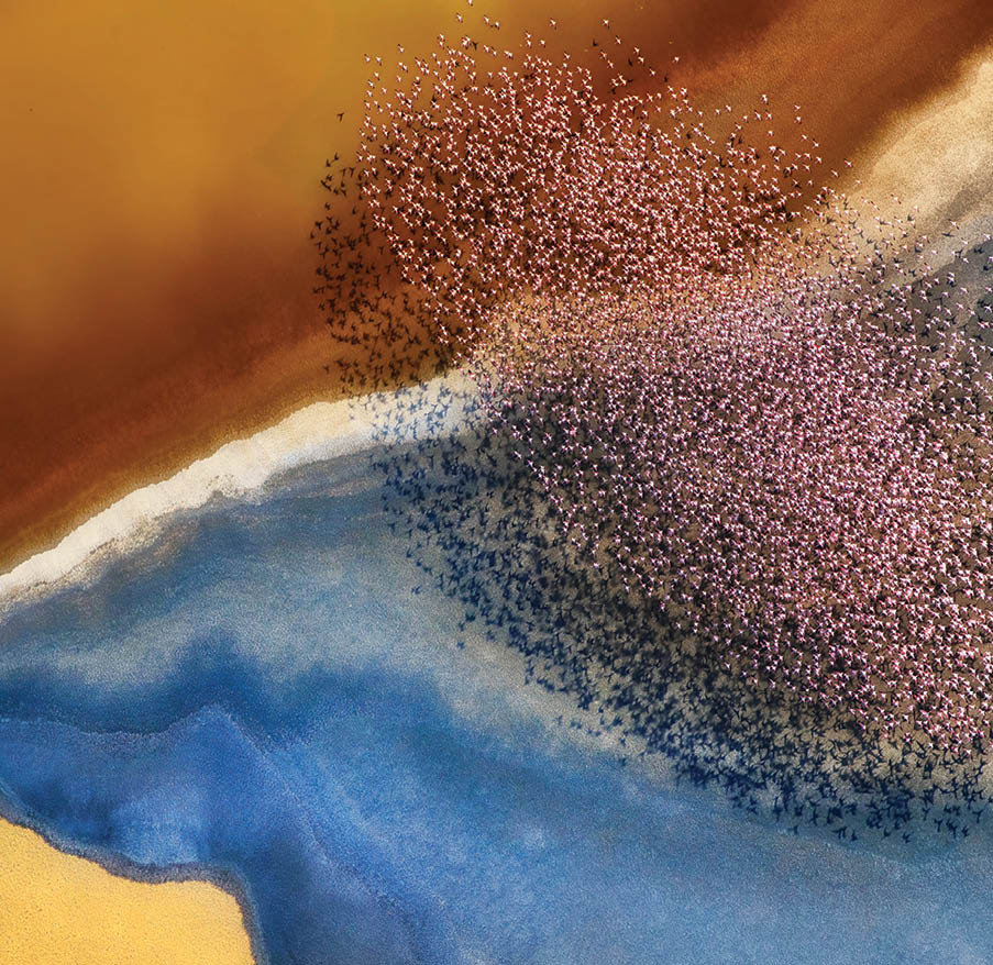 A flock of pink flamingos fly over an incredibly colourful landscape created by mineral rich soil which changes colour depending on the angle of light.  Professional photographer, Phillip Chang, 61, captured this stunning picture whilst flying over the Natron Lake in Tanzania.  Phillip, who was photographing the landscape itself, was suprised by the appeareance of the birds.  He said,  “The birds formed amazing shapes that you cannot see from below."  Please byline: Phillip Chang/Solent News  © Phillip Chang/Solent News & Photo Agency UK +44 (0) 2380 458800 
