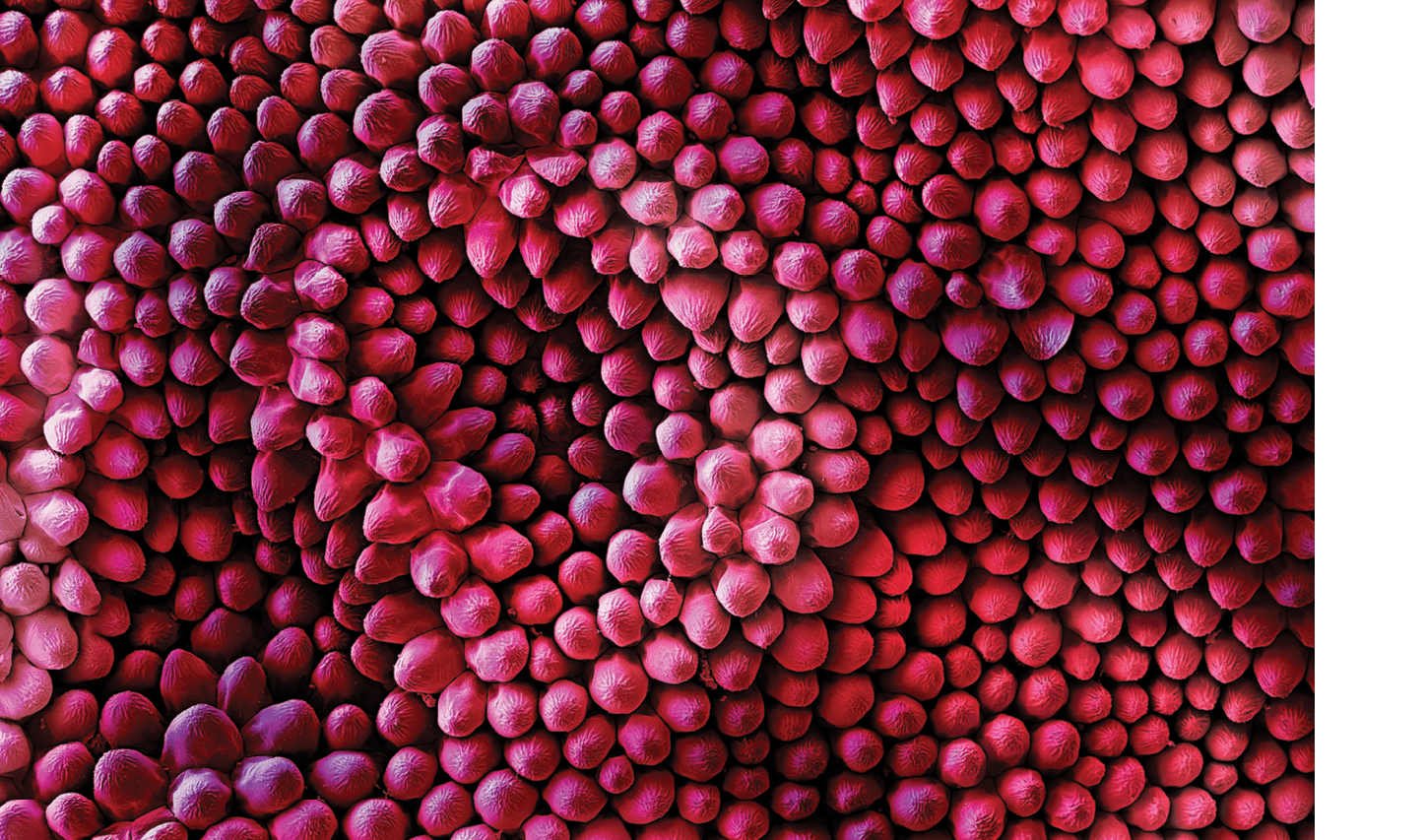 Velvet UndergroundColored Scanning Electron Micrograph of the fine structures of a Red rose petal (Rosa sp.). Hairs are only present on the lower surface of the leaf. Thousands of finely corrugated warts cause the velvet shimmer on the upper surface of dark red rose petals.A superhydrophobic surface is a surface on which a drop of water forms an almost perfect sphere and even a very slight tilting is sufficient to cause the water drop to roll off. Biological tiny structures have been observed on many kinds of surfaces such as lotus leaves, rice leaves, butterfly wings, mosquito eyes, moth eyes, cicada wings, gecko feet, desert beetle, spider silks, fish scales, and red rose petals which exhibit excellent hydrophobicity and/or superhydrophobicity. Understanding the anti-wetting principles of surfaces is of special interest, because properties such as anti-sticking, anti-contamination, and self-cleaning are expected, and therefore surfaces with superhydrophobic properties are attractive for many industrial and biological applications, such as anti-biofouling paints for boats, anti-sticking and self-cleaning windshields and windows, microfluidics, stain resistant textiles, anti-soiling architectural coatings, or dust-free coatings on building glasses, and other biological and technical applications. 