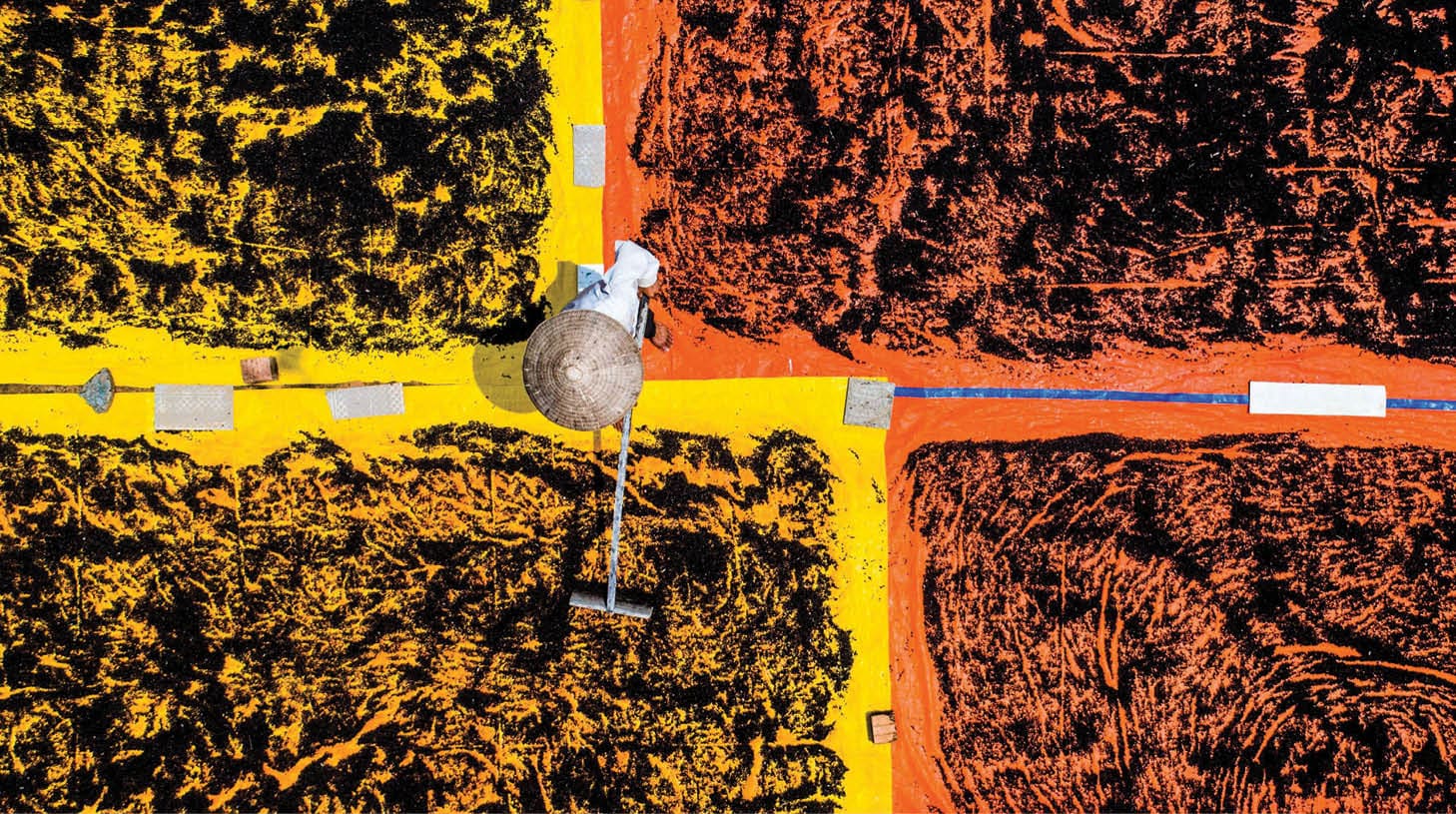 An aerial view of man spreading out peppercorns to dry in the sun at a pepper plantation in Phu Quoc, Vietnam. Phu Quoc Vietnam's largest island and is famous for its two traditional products: fish sauce and black pepper. The island is also rapidly developing into a popular beach tourism destination. 