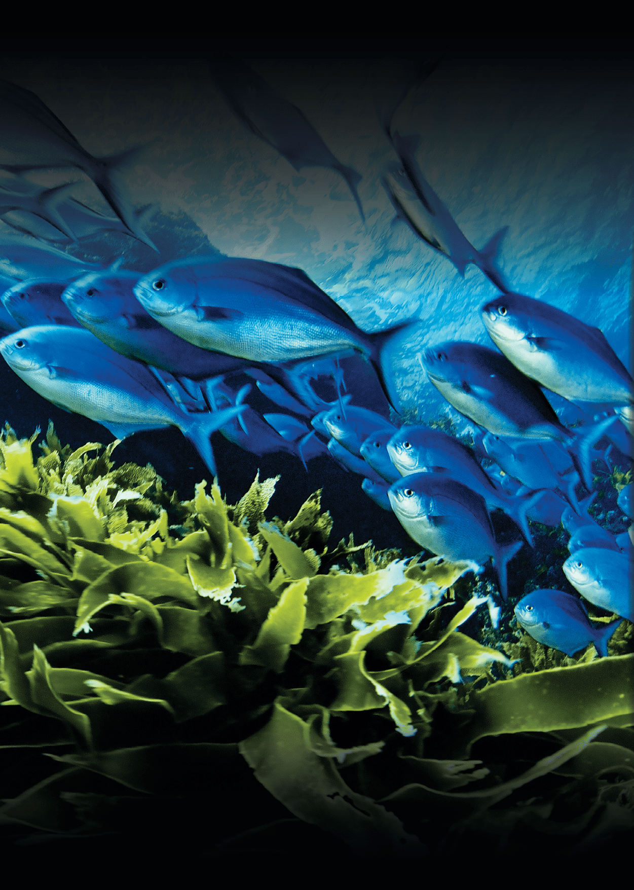 A school of blue maomao swim above a bed of kelp.