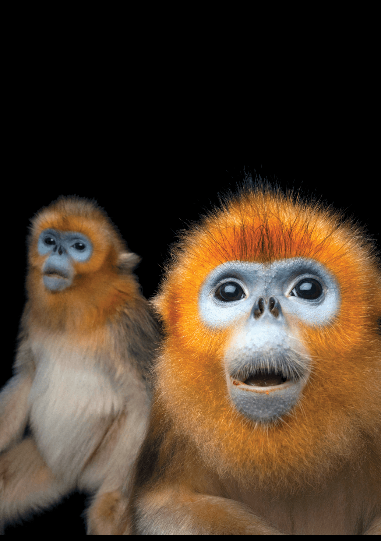 Two Golden snub-nosed monkeys, Rhinopithecus roxellana, at Ocean Park Hong Kong.