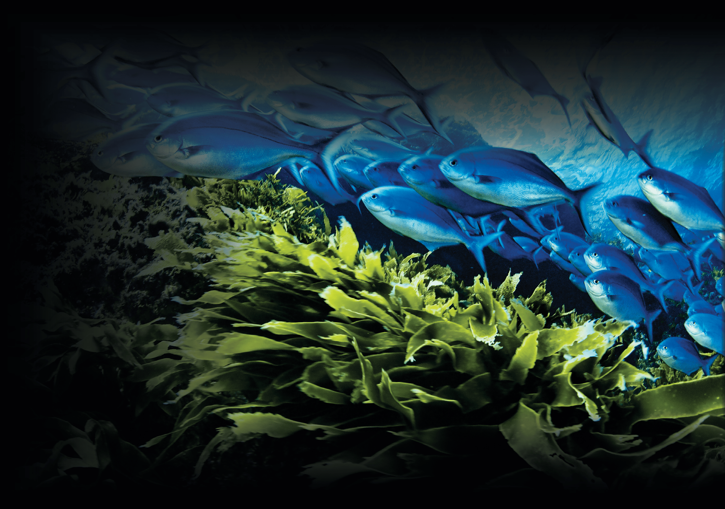 A school of blue maomao swim above a bed of kelp.