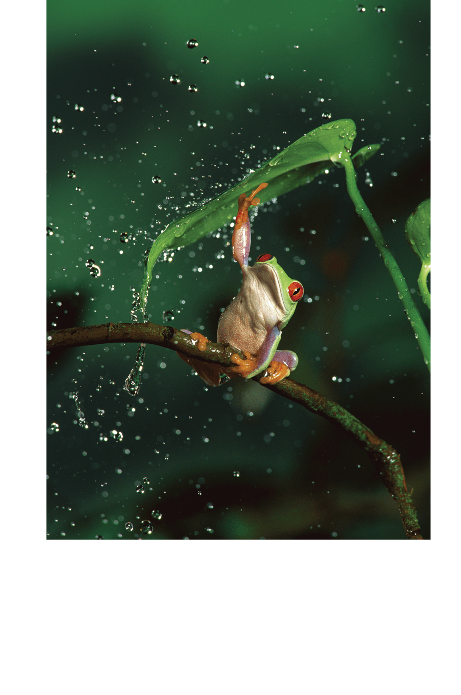 Red-eyed Tree Frog (Agalychnis callidryas) in rain, native to Central and South America