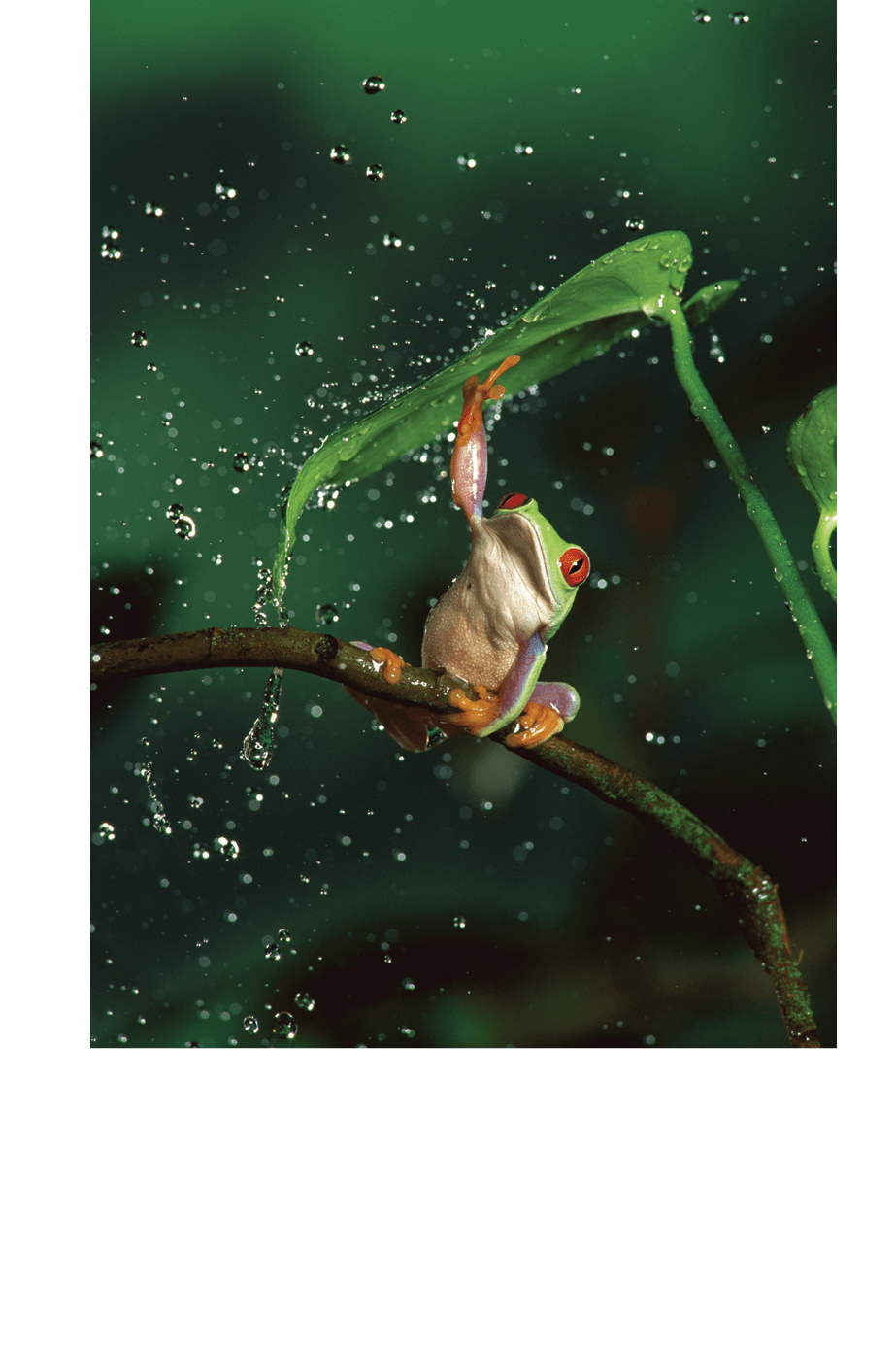 Red-eyed Tree Frog (Agalychnis callidryas) in rain, native to Central and South America