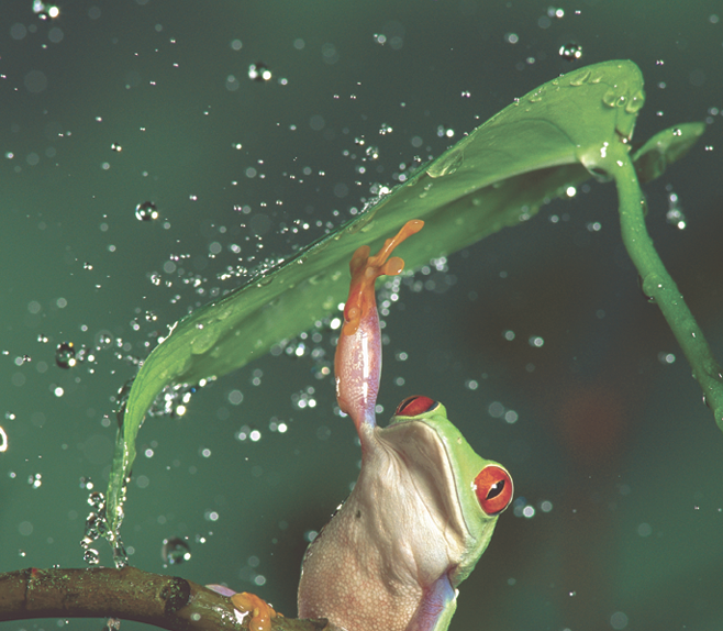 Red-eyed Tree Frog (Agalychnis callidryas) in rain, native to Central and South America. ©Michael Durham/Minden Pictures