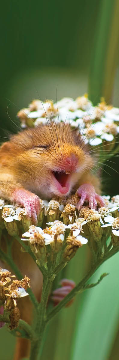A doormouse that appears to be laughing, Italy. .©Andrea Zampatti/Comedy Wildlife Photo Awards  For promotion of Look and See only. Look and See Book 1 cover image.