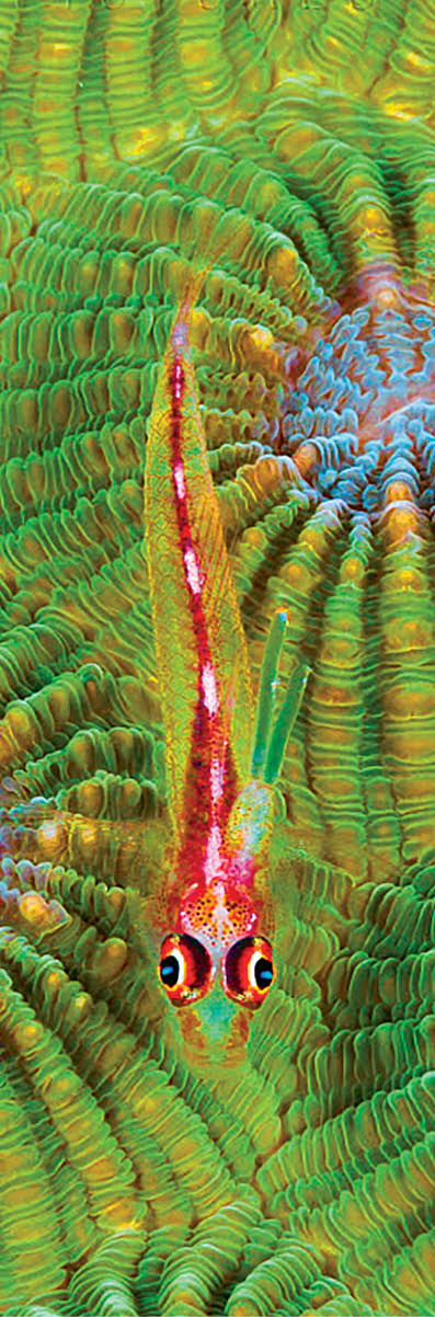 Cling Goby (Pleurosicya micheli) and coral polyps, Great Barrier Reef, Australia
