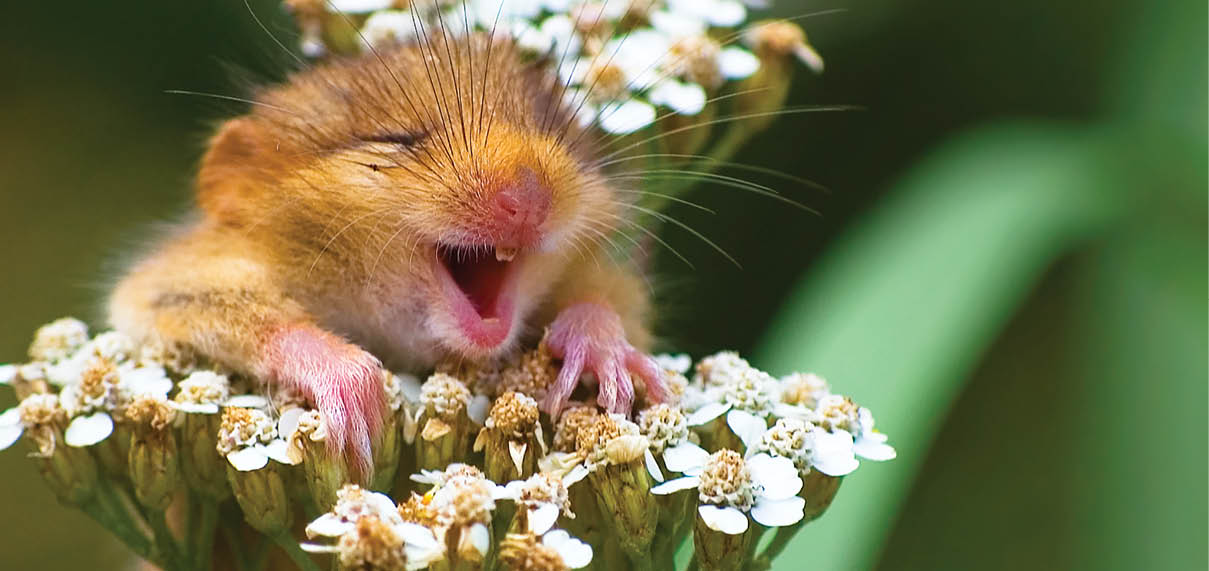 A doormouse that appears to be laughing, Italy. .©Andrea Zampatti/Comedy Wildlife Photo Awards  For promotion of Look and See only. Look and See Book 1 cover image.