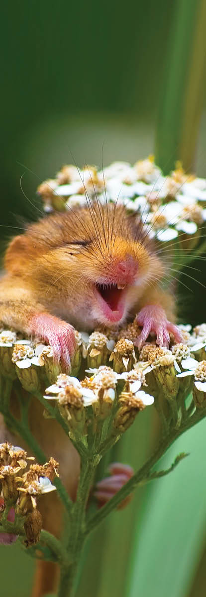 A doormouse that appears to be laughing, Italy. .©Andrea Zampatti/Comedy Wildlife Photo Awards  For promotion of Look and See only. Look and See Book 1 cover image.