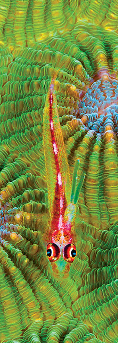 Cling Goby (Pleurosicya micheli) and coral polyps, Great Barrier Reef, Australia