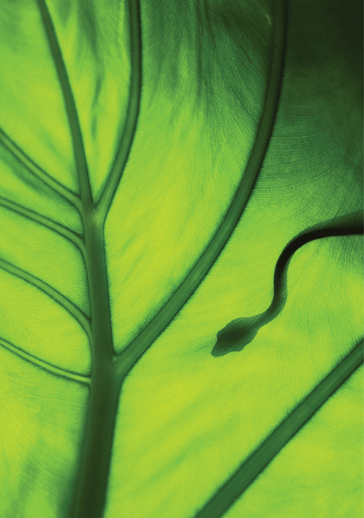 Silhouette of a snake on a bright green leaf.