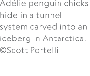 Ad lie penguin chicks hide in a tunnel system carved into an iceberg in Antarctica. ©Scott Portelli 