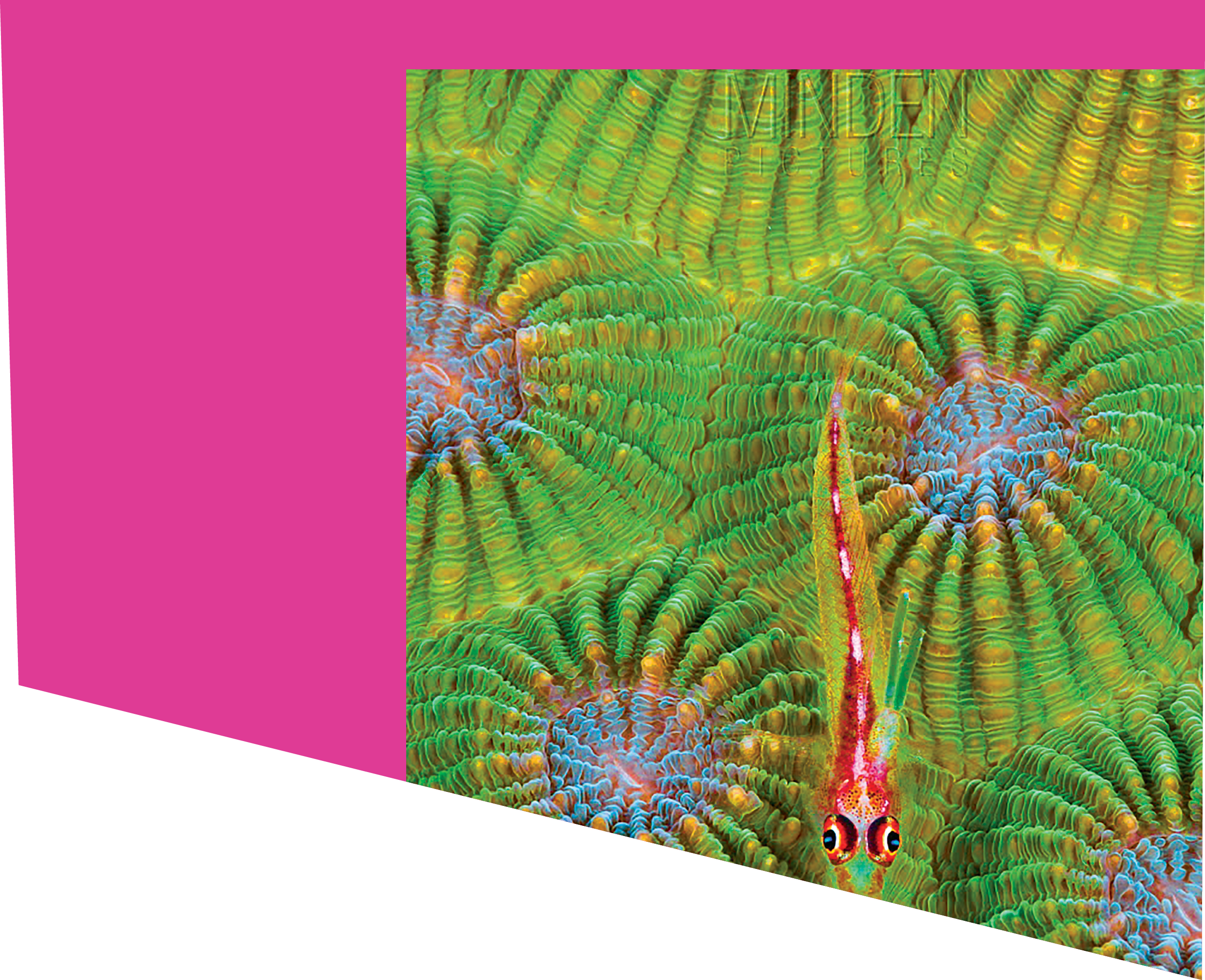 Cling Goby (Pleurosicya micheli) and coral polyps, Great Barrier Reef, Australia